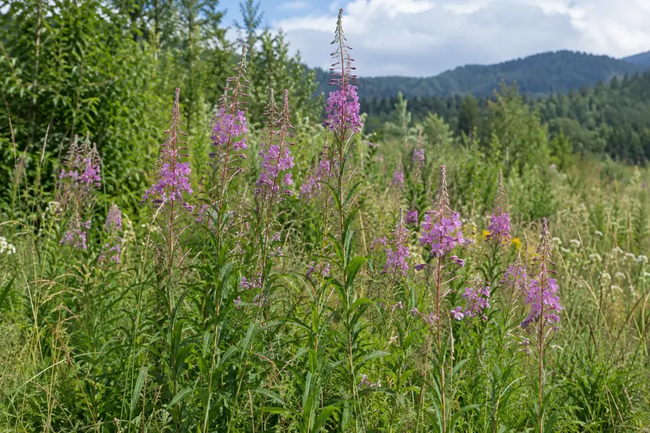 Piante del genere Epilobium in un prato