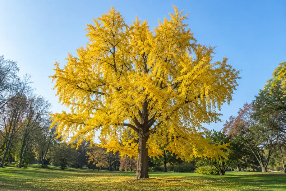 Albero di ginkgo biloba adulto